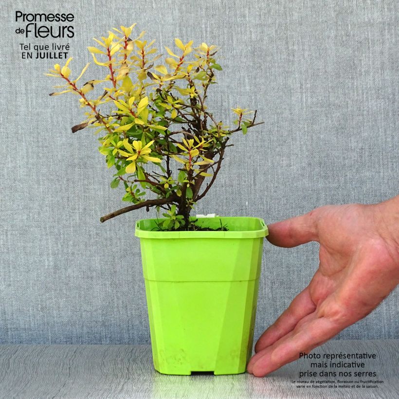 Esimerkki kesällä toimitetusta Eskalloniat Golden Carpet Pot de 1L/1,5L-taimesta