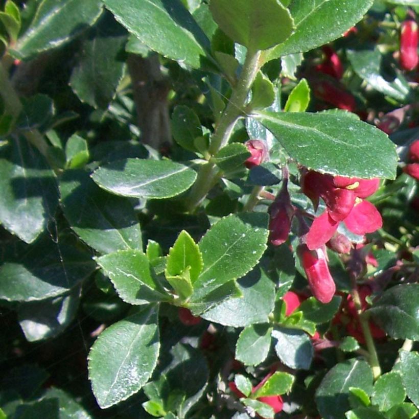 Eskalloniat Red Dream (Lehvistö)