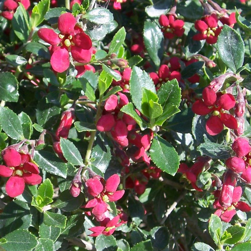 Eskalloniat Red Dream (Kukinta)