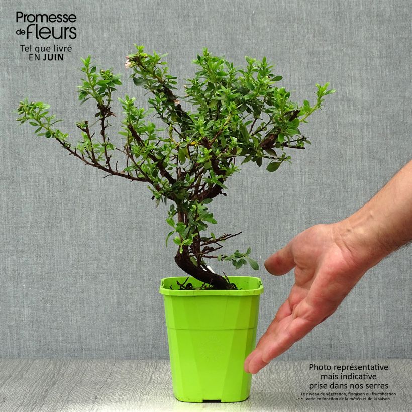 Esimerkki kesällä toimitetusta Eskalloniat Show Stopper Pot de 3L/4L-taimesta