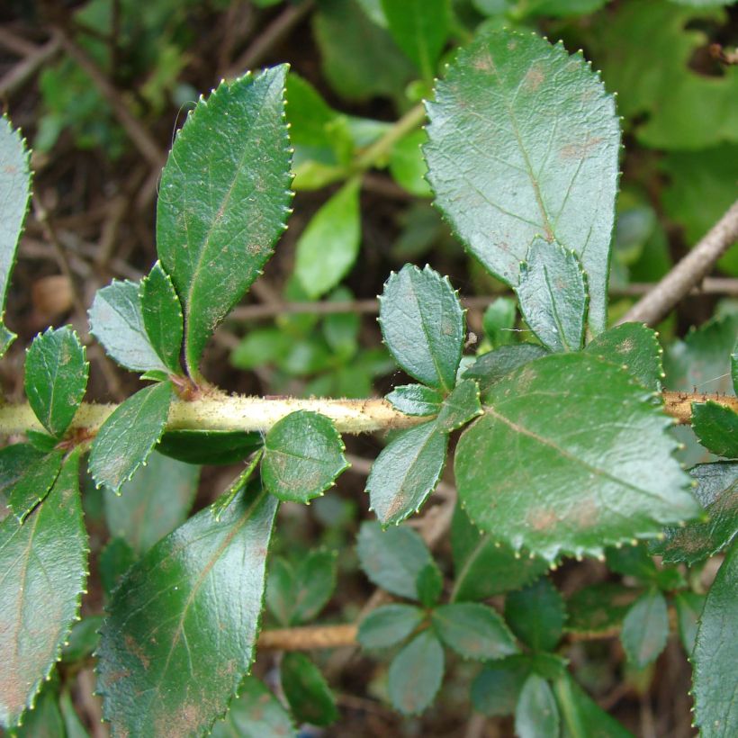 Eskalloniat - Escallonia rubra var. macrantha (Lehvistö)