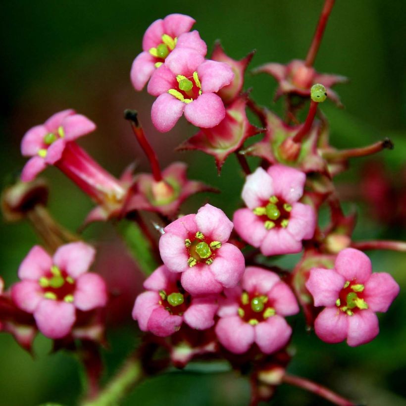 Eskalloniat - Escallonia rubra var. macrantha (Kukinta)