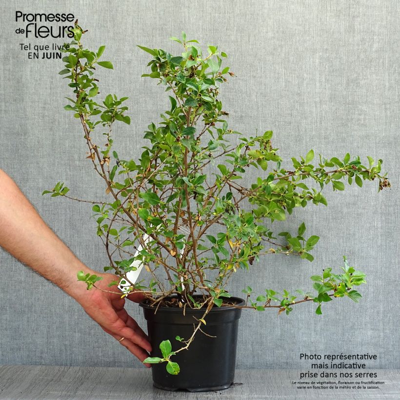 Esimerkki kesällä toimitetusta Eskalloniat - Escallonia rubra var. macrantha Pot de 3L/4L-taimesta