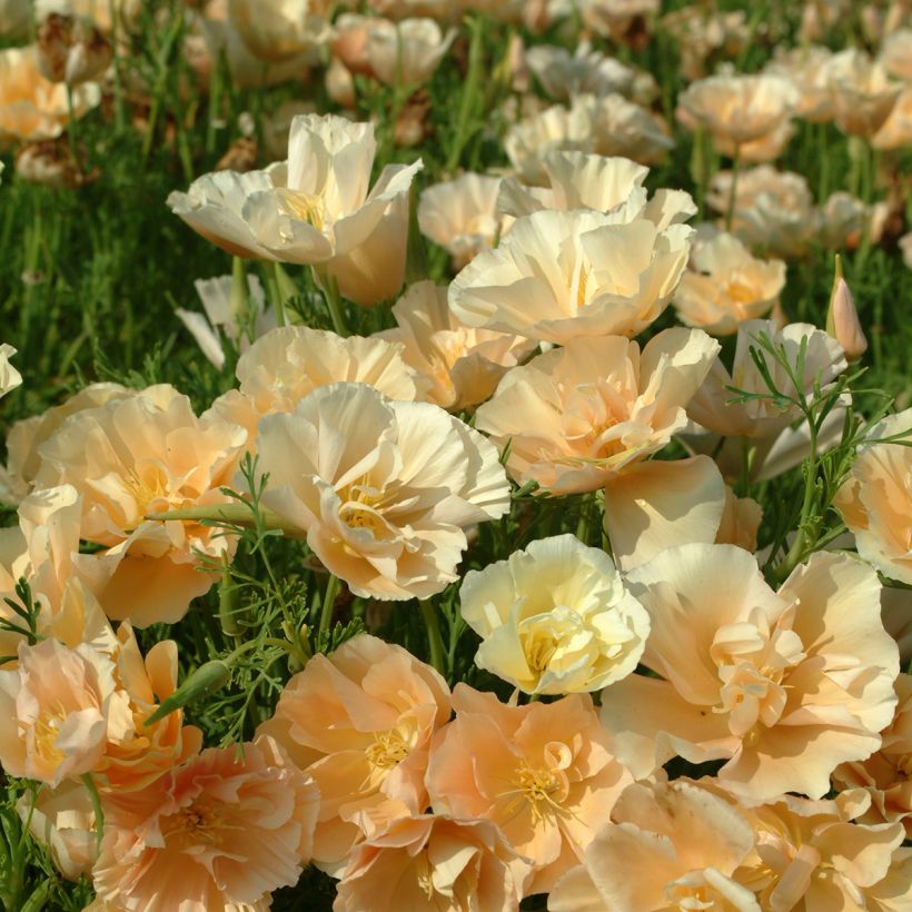 Kaliforniantuliunikko Pink Champagne (siemenet) (Kukinta)