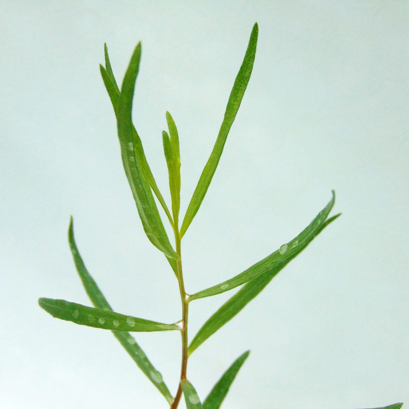 Rakuuna - Artemisia dracunculus (Lehvistö)