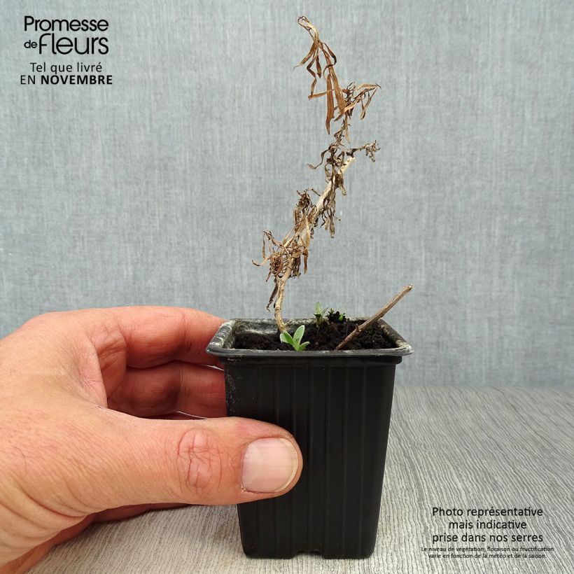 Esimerkki syksyllä toimitetusta Rakuuna - Artemisia dracunculus 7/8 cm taimiruukku-taimesta