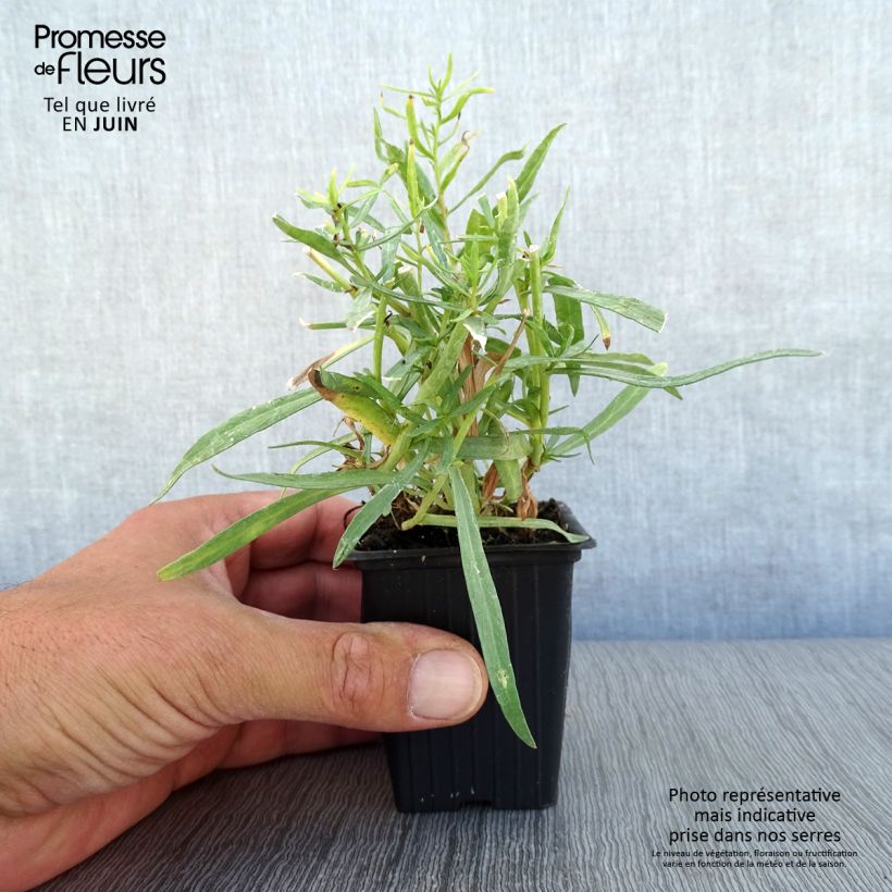 Esimerkki kesällä toimitetusta Rakuuna - Artemisia dracunculus 7/8 cm taimiruukku-taimesta