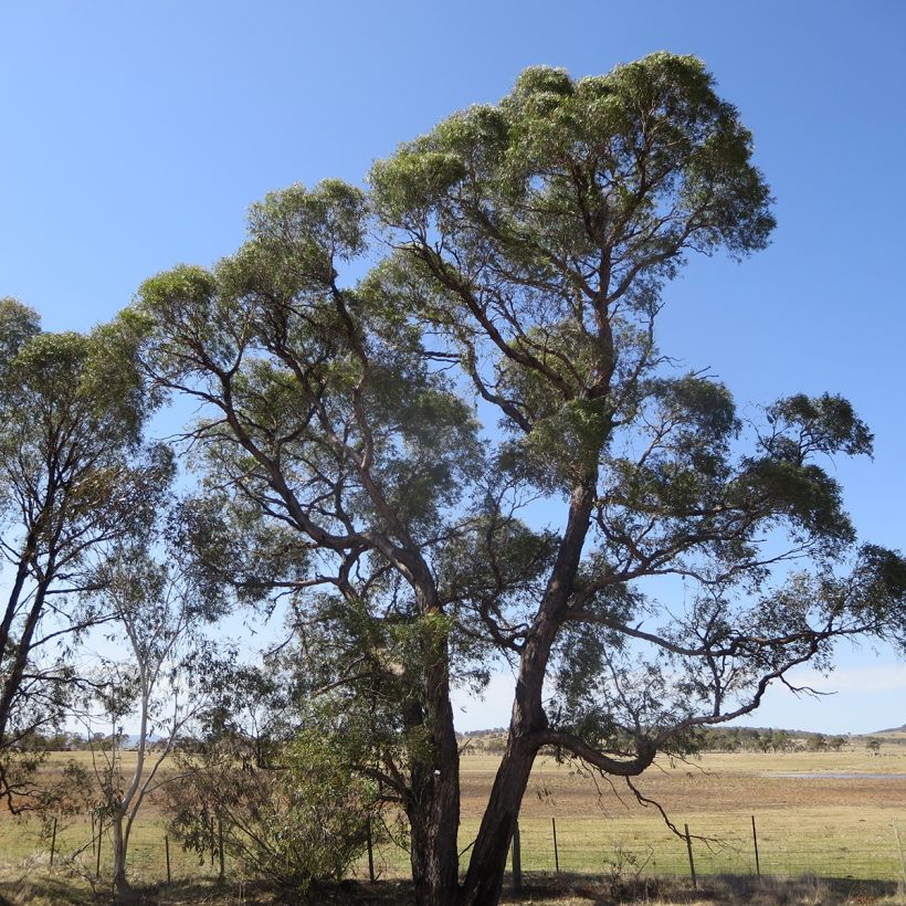 Hopeaeukalyptus - Eucalyptus aggregata (Kasvutapa)