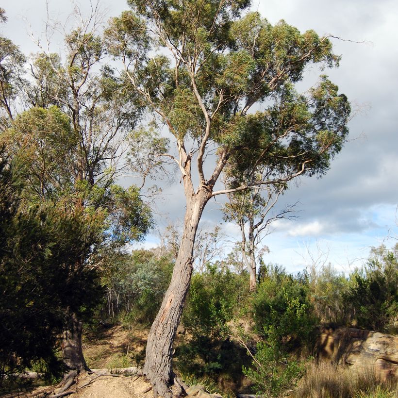 Hopeaeukalyptus - Eucalyptus amygdalina (Kasvutapa)