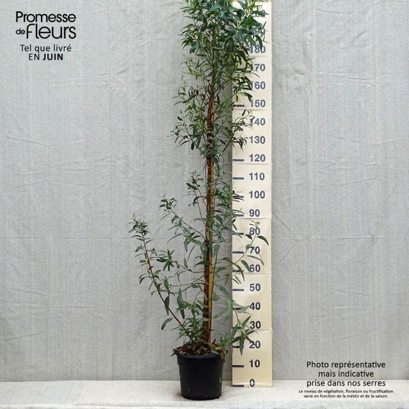 Esimerkki kesällä toimitetusta Punaeukalyptus Rostrata 7,5 litran / 10 litran ruukku-taimesta