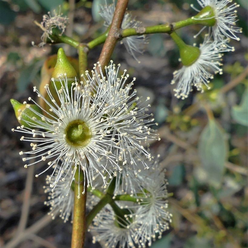 Hopeaeukalyptus - Eucalyptus camphora subsp humeana (Kukinta)
