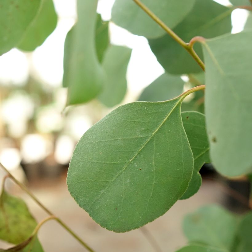 Hopeaeukalyptus - Eucalyptus camphora subsp humeana (Lehvistö)