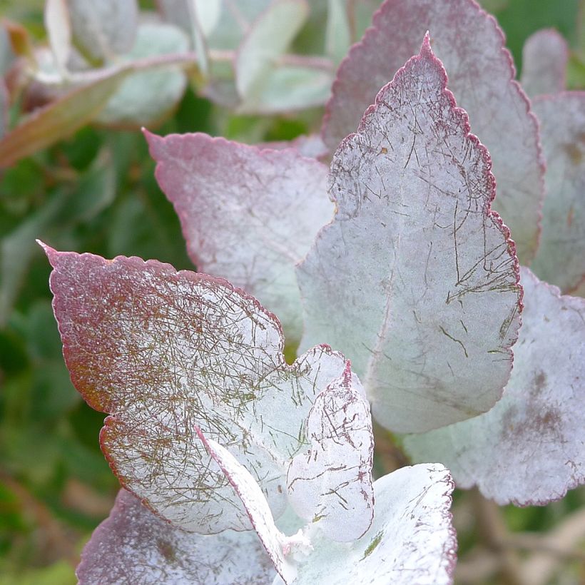 Hopeaeukalyptus - Eucalyptus crenulata (Lehvistö)