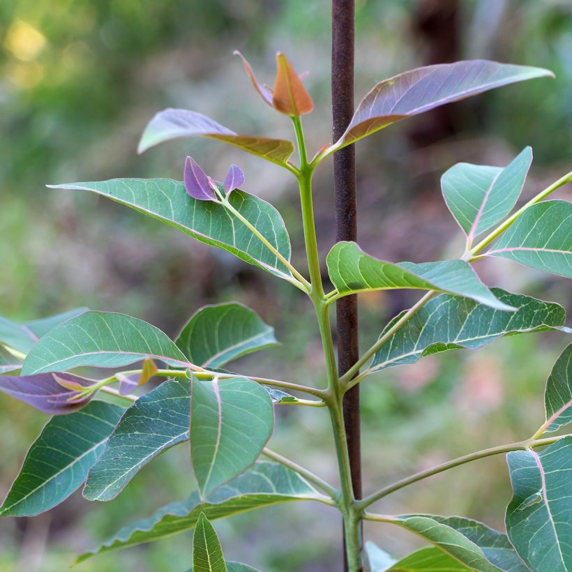 Hopeaeukalyptus - Eucalyptus deglupta (Lehvistö)