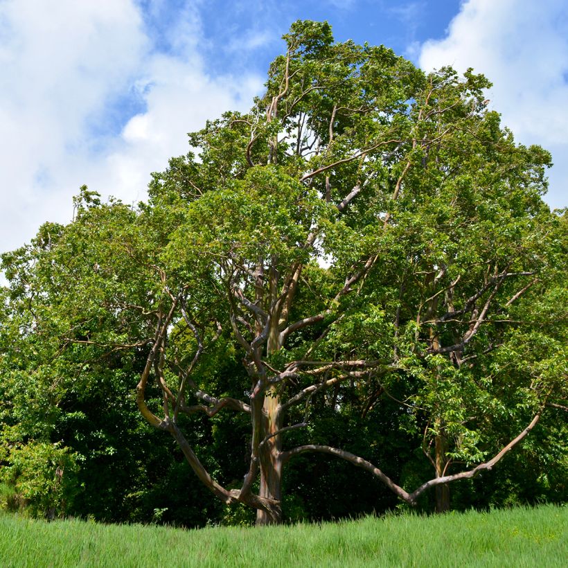 Hopeaeukalyptus - Eucalyptus deglupta (Kasvutapa)