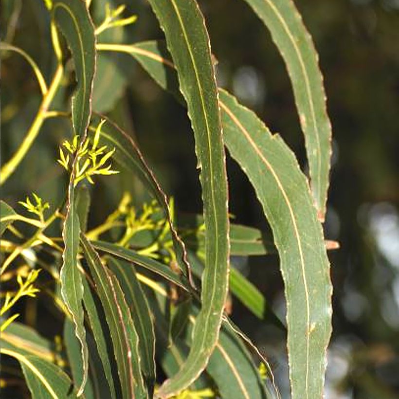 Hopeaeukalyptus - Eucalyptus denticulata (Lehvistö)