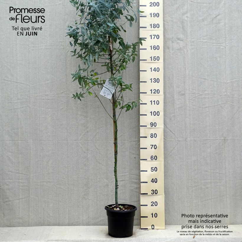 Esimerkki kesällä toimitetusta Kuumepuu - Eucalyptus globulus 7,5 litran / 10 litran ruukku-taimesta