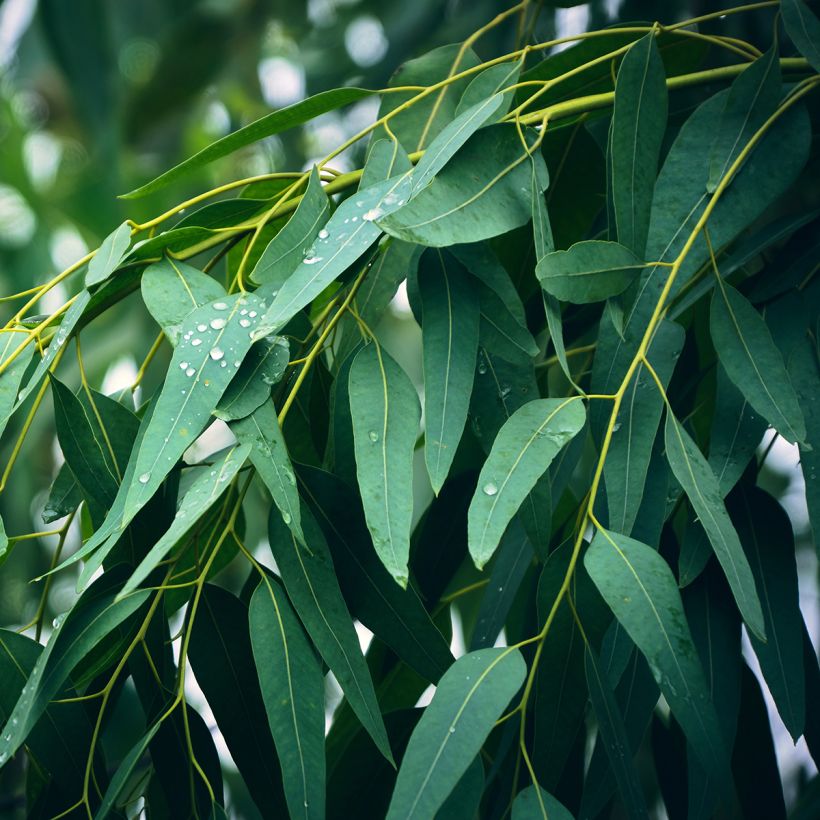 Kuumepuu - Eucalyptus globulus (Lehvistö)