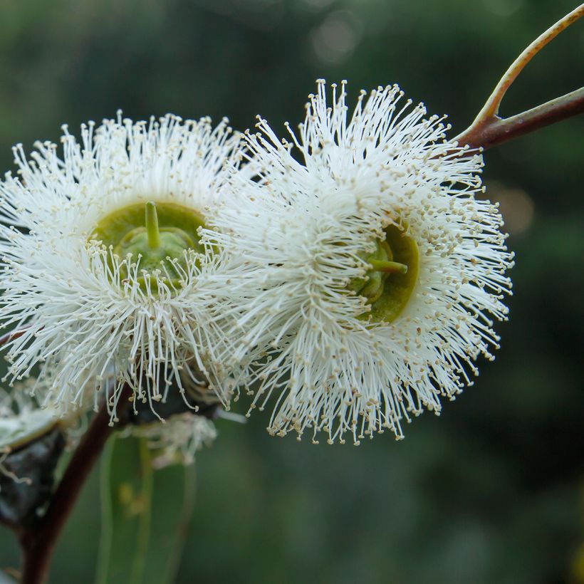 Kuumepuu - Eucalyptus globulus (Kukinta)