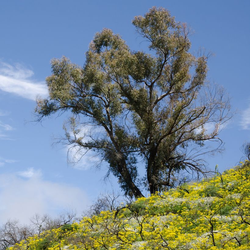 Kuumepuu - Eucalyptus globulus (Kasvutapa)