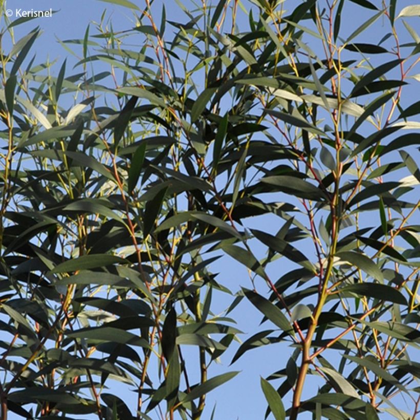 Hopeaeukalyptus - Eucalyptus gregsoniana (Lehvistö)