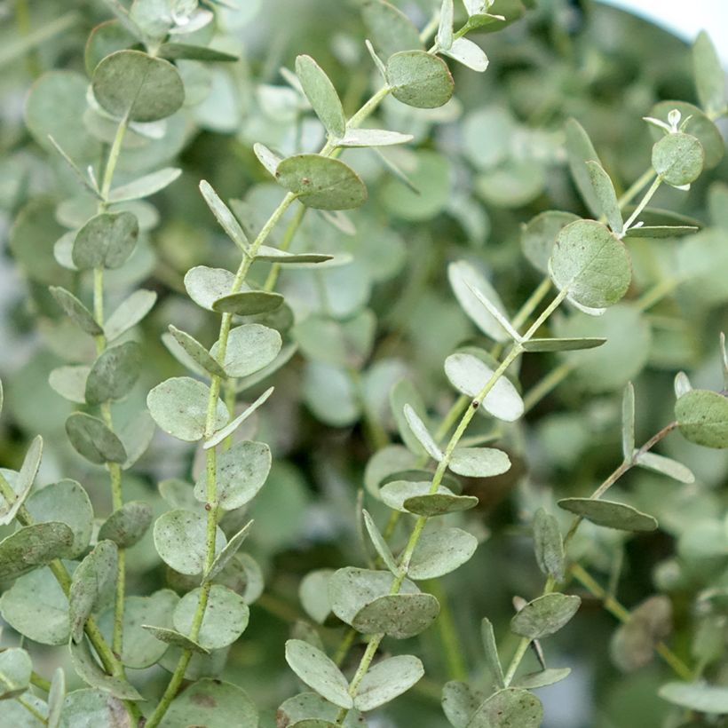 Hopeaeukalyptus Azura Cagire (Lehvistö)