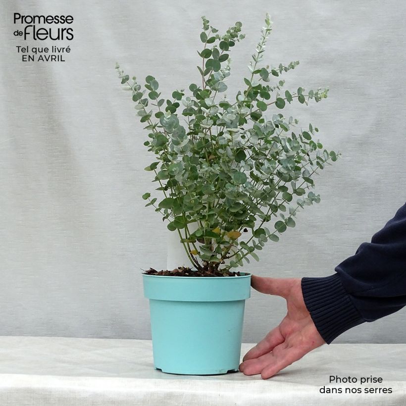 Esimerkki keväällä toimitetusta Hopeaeukalyptus Azura Cagire Ruukku 1,5L / 2L-taimesta