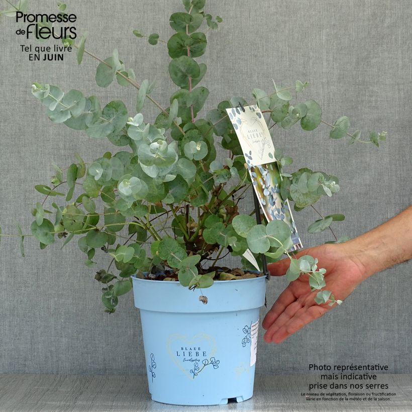Esimerkki kesällä toimitetusta Hopeaeukalyptus Azura Cagire Ruukku 3L / 4L-taimesta
