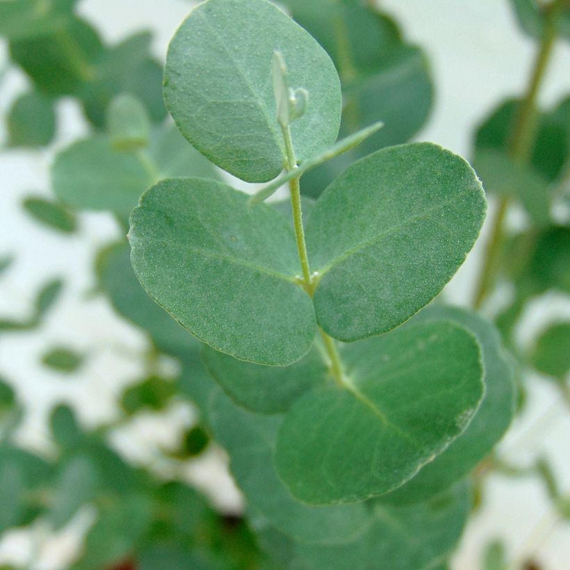 Hopeaeukalyptus - Eucalyptus gunnii (Lehvistö)
