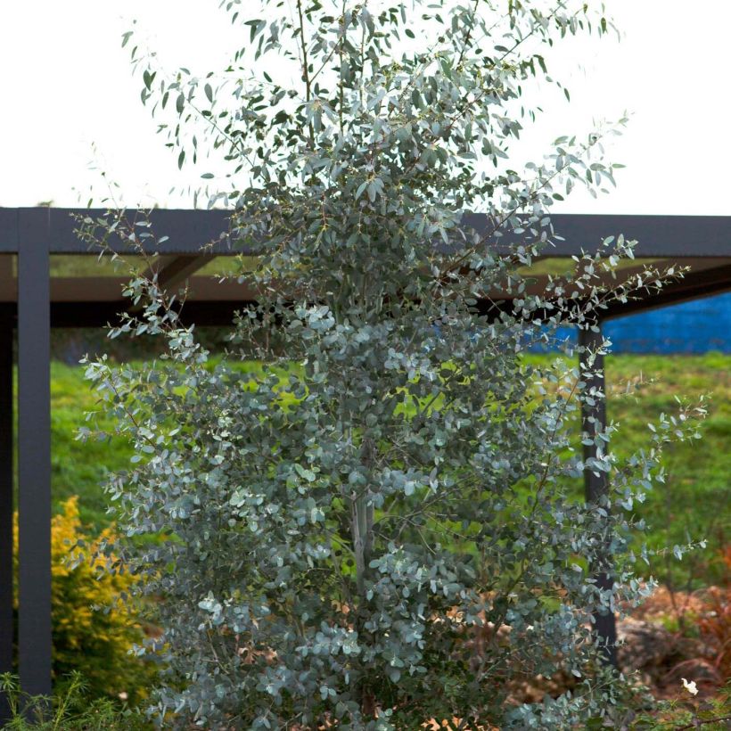 Hopeaeukalyptus Silverana (Kasvutapa)