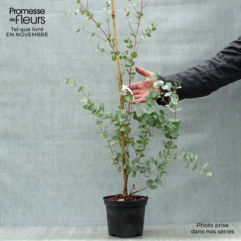 Esimerkki syksyllä toimitetusta Hopeaeukalyptus Silverana 1,5 litran / 2 litran kannu-taimesta
