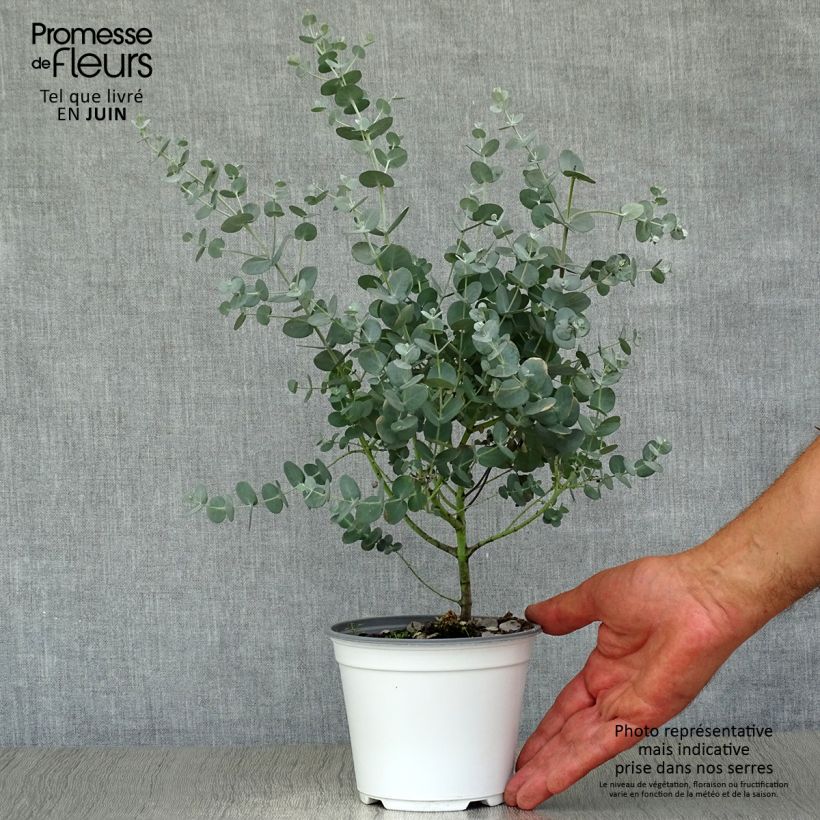 Esimerkki kesällä toimitetusta Hopeaeukalyptus - Eucalyptus gunnii Ruukku 1L / 1,5L-taimesta