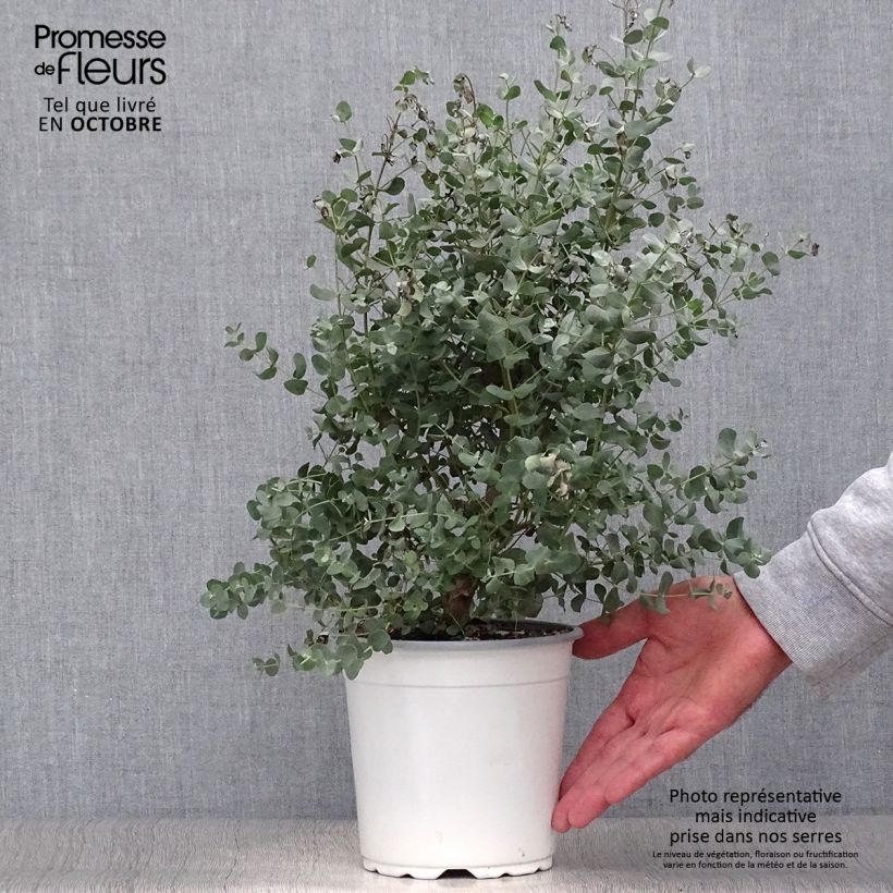 Esimerkki syksyllä toimitetusta Hopeaeukalyptus - Eucalyptus gunnii 2 litran/3 litran ruukku-taimesta