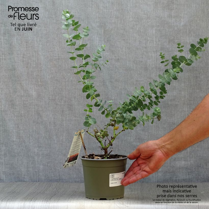 Esimerkki kesällä toimitetusta Hopeaeukalyptus - Eucalyptus gunnii Ruukku 2L / 3L-taimesta
