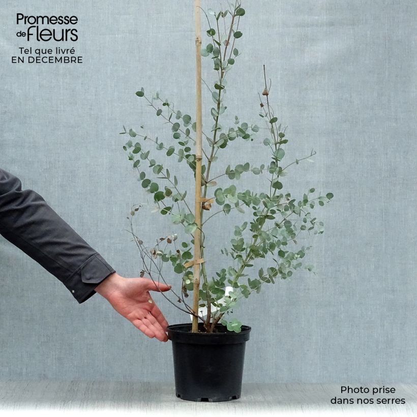Esimerkki talvella toimitetusta Hopeaeukalyptus - Eucalyptus gunnii 4 litran/5 litran ruukku-taimesta
