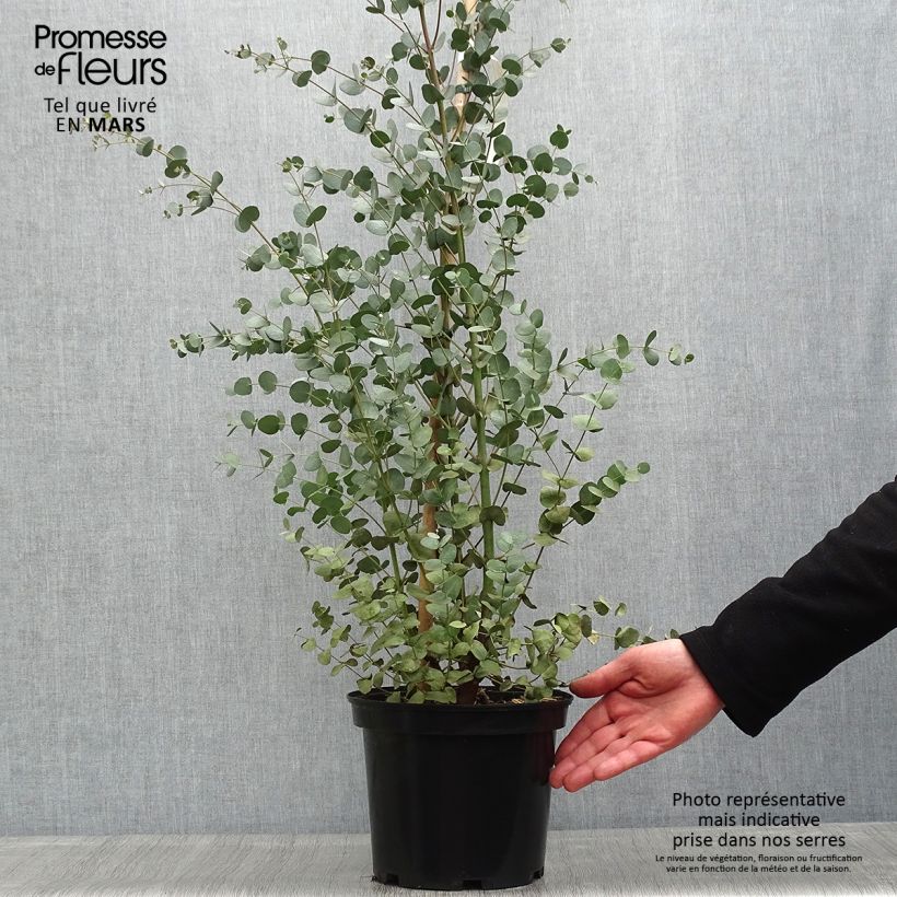 Esimerkki keväällä toimitetusta Hopeaeukalyptus - Eucalyptus gunnii Ruukku 4L / 5L-taimesta