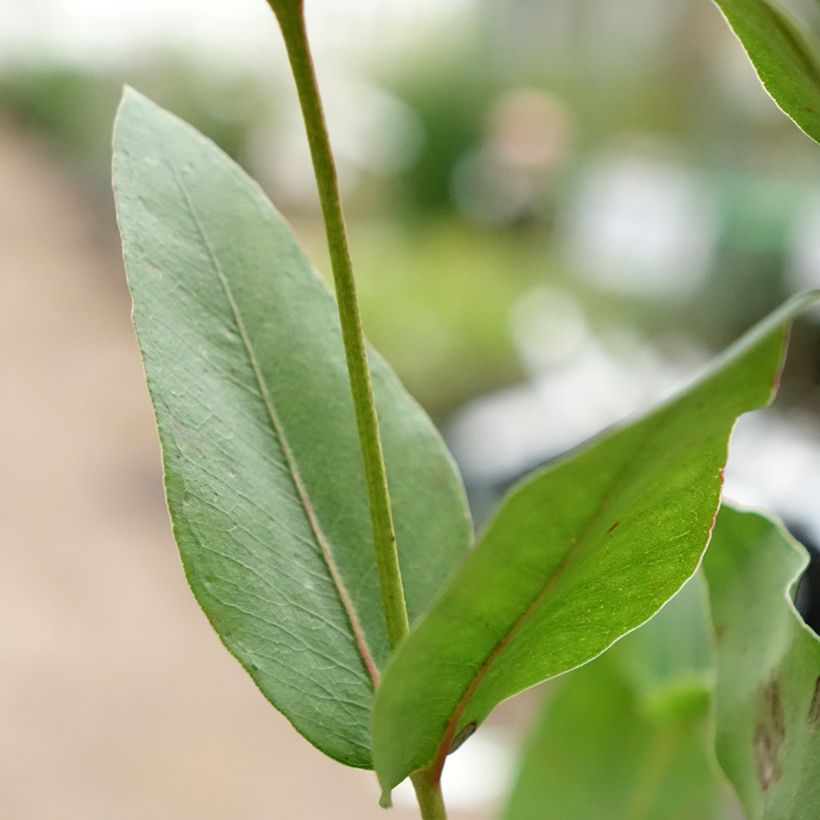 Hopeaeukalyptus - Eucalyptus kitsoniana (Lehvistö)
