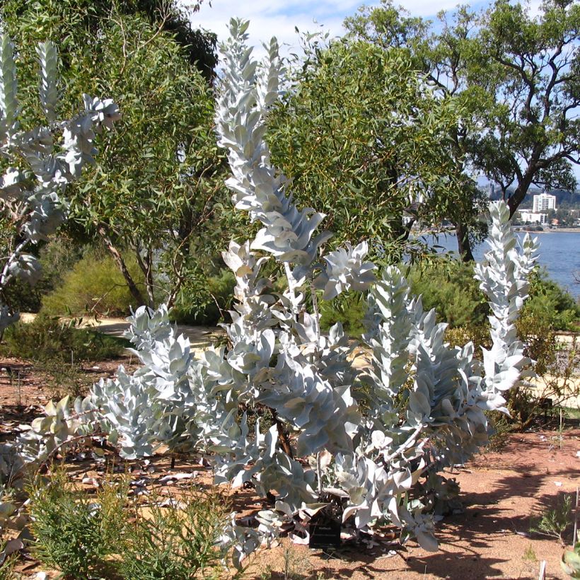 Pulskaeukalyptus - Eucalyptus macrocarpa (Kasvutapa)
