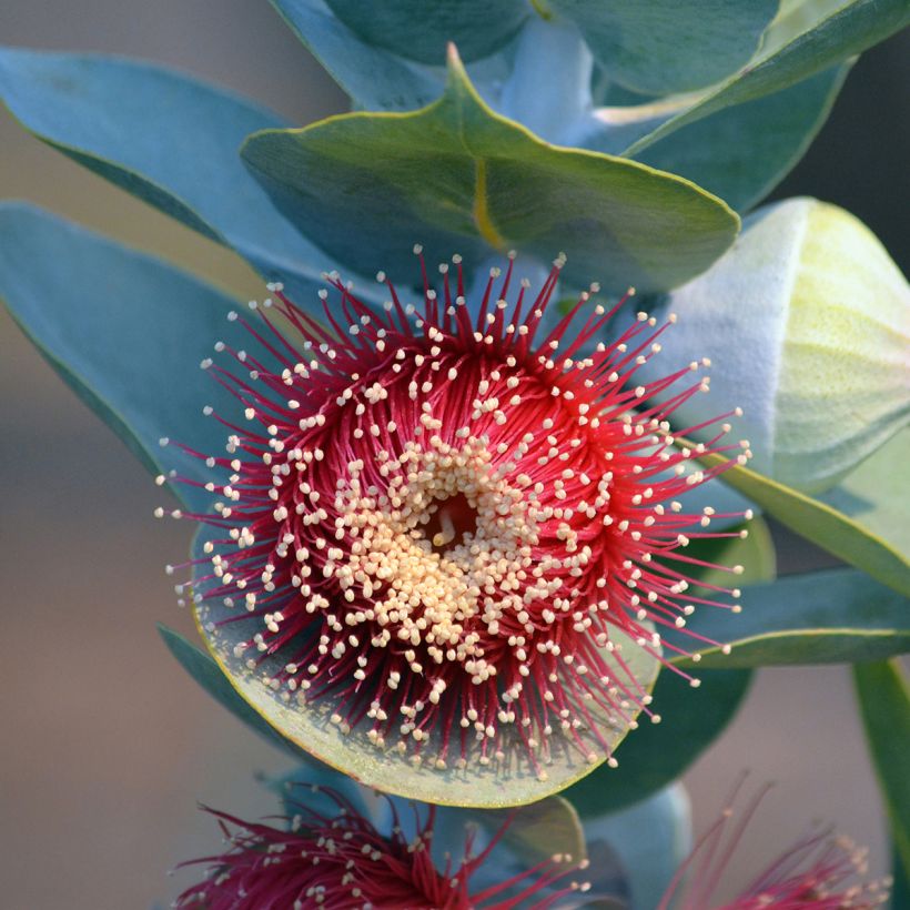Pulskaeukalyptus - Eucalyptus macrocarpa (Kukinta)