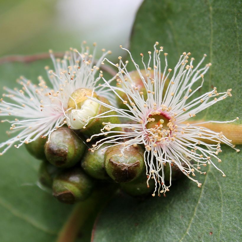 Hopeaeukalyptus - Eucalyptus neglecta (Kukinta)
