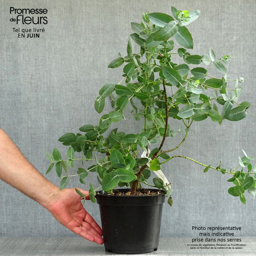 Esimerkki kesällä toimitetusta Hopeaeukalyptus - Eucalyptus neglecta 4 litran/5 litran ruukku-taimesta