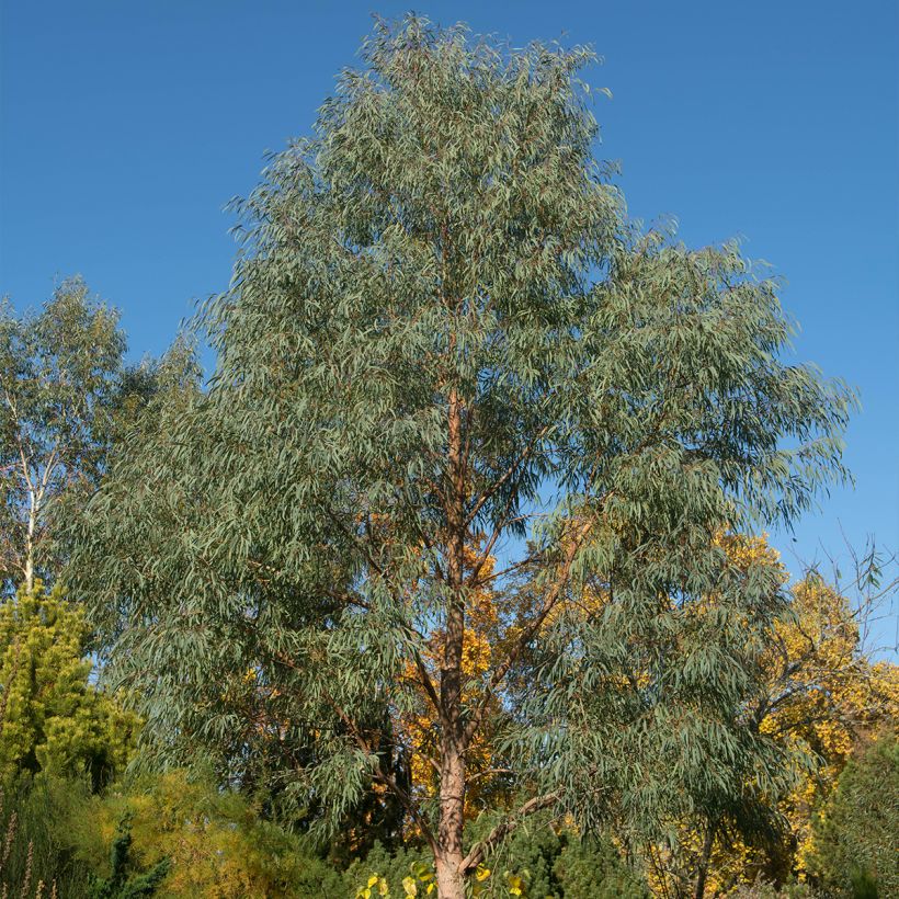 Hopeaeukalyptus - Eucalyptus nicholii (Kasvutapa)