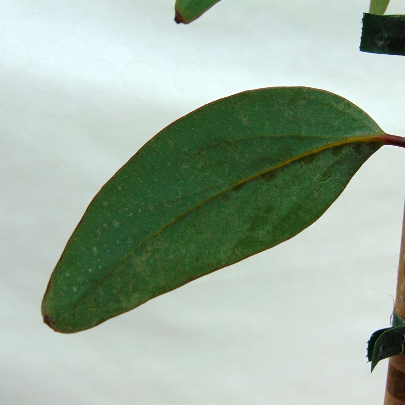 Hopeaeukalyptus - Eucalyptus pauciflora subsp. niphophila (Lehvistö)