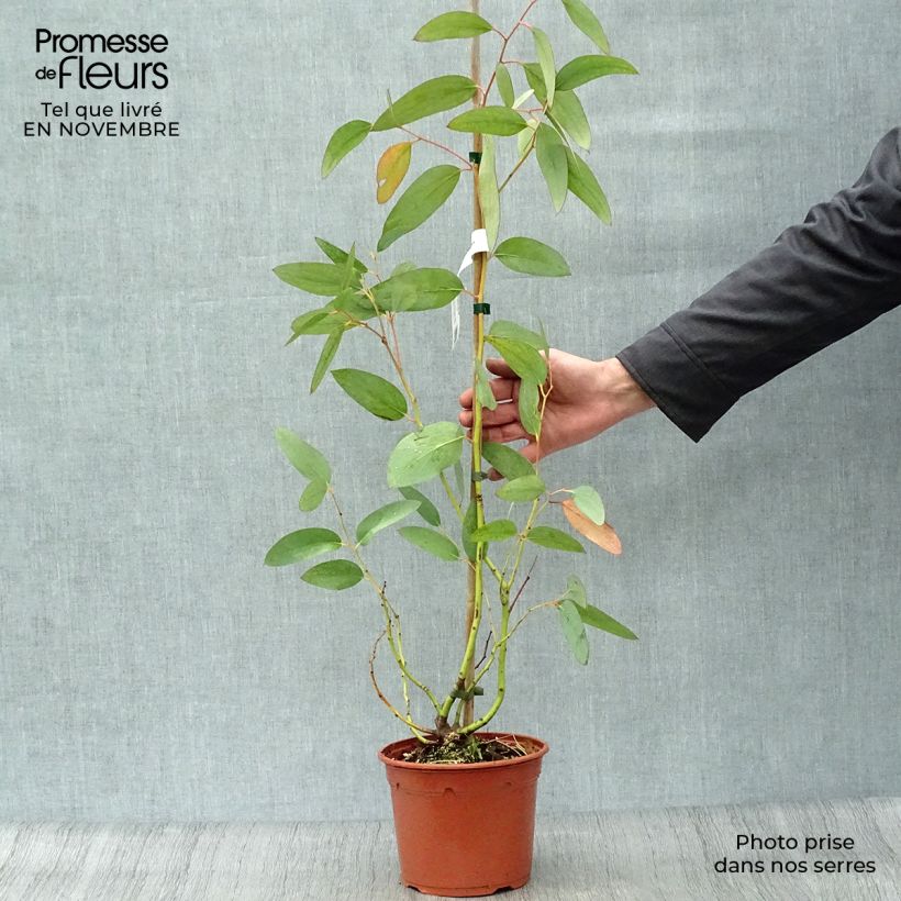 Esimerkki syksyllä toimitetusta Hopeaeukalyptus - Eucalyptus pauciflora subsp. niphophila 3 litran/4 litran ruukku-taimesta