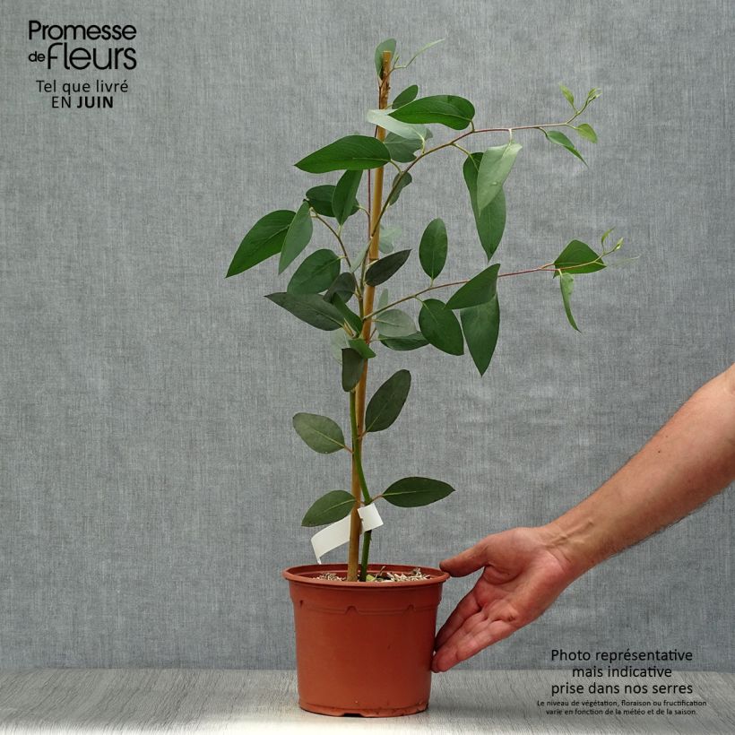 Esimerkki kesällä toimitetusta Hopeaeukalyptus - Eucalyptus pauciflora subsp. niphophila Pot de 3L/4L-taimesta