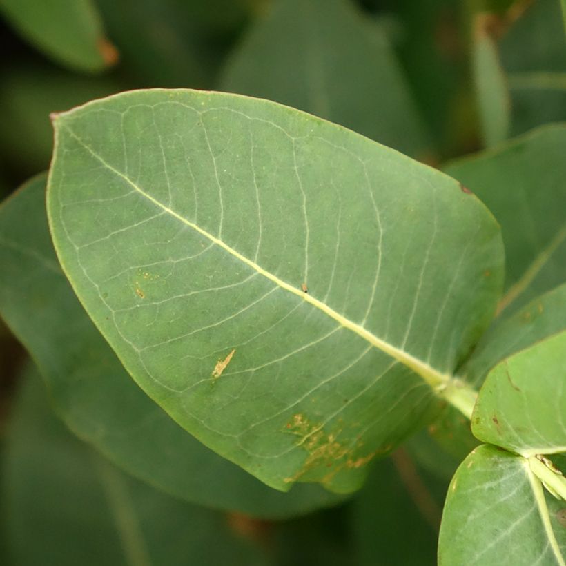 Hopeaeukalyptus - Eucalyptus nitens (Lehvistö)