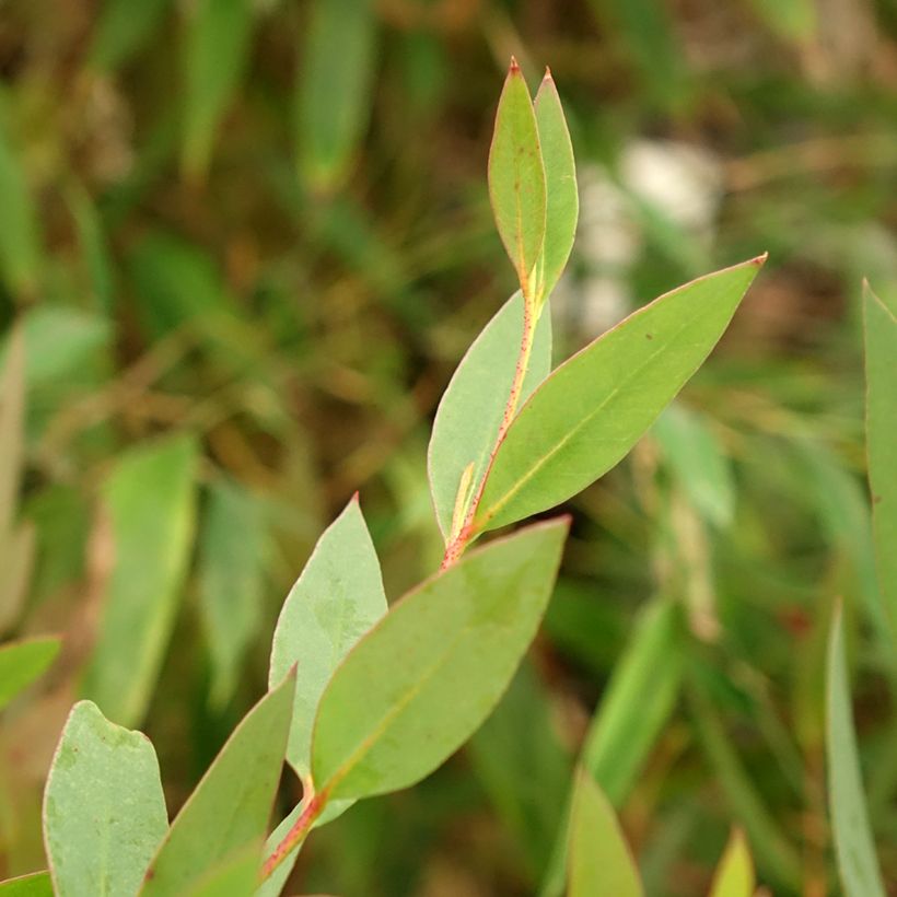 Kiiltoeukalyptus - Eucalyptus nitida (Lehvistö)
