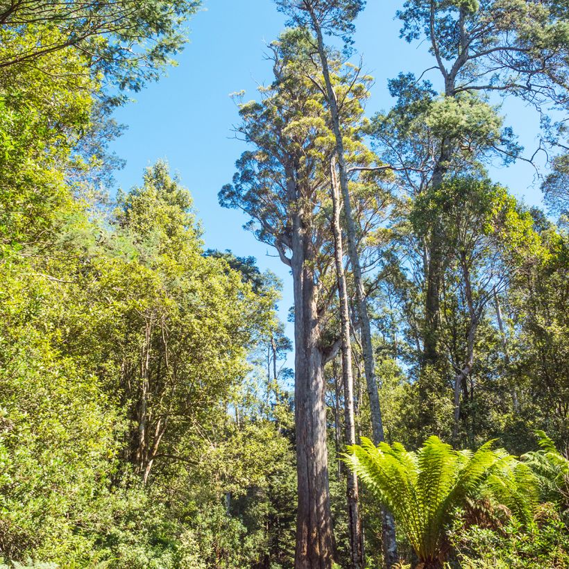 Viiste-eukalyptus - Eucalyptus obliqua (Kasvutapa)