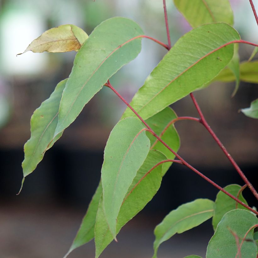 Viiste-eukalyptus - Eucalyptus obliqua (Lehvistö)