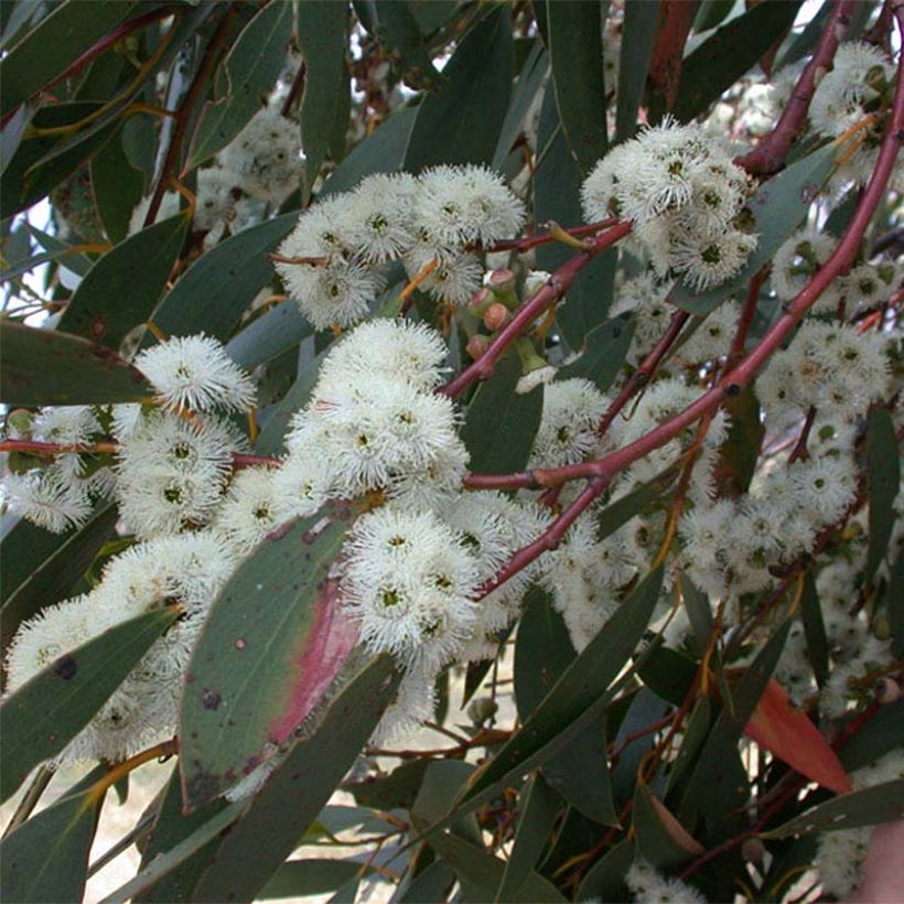Utueukalyptus - Eucalyptus parvula (Kukinta)